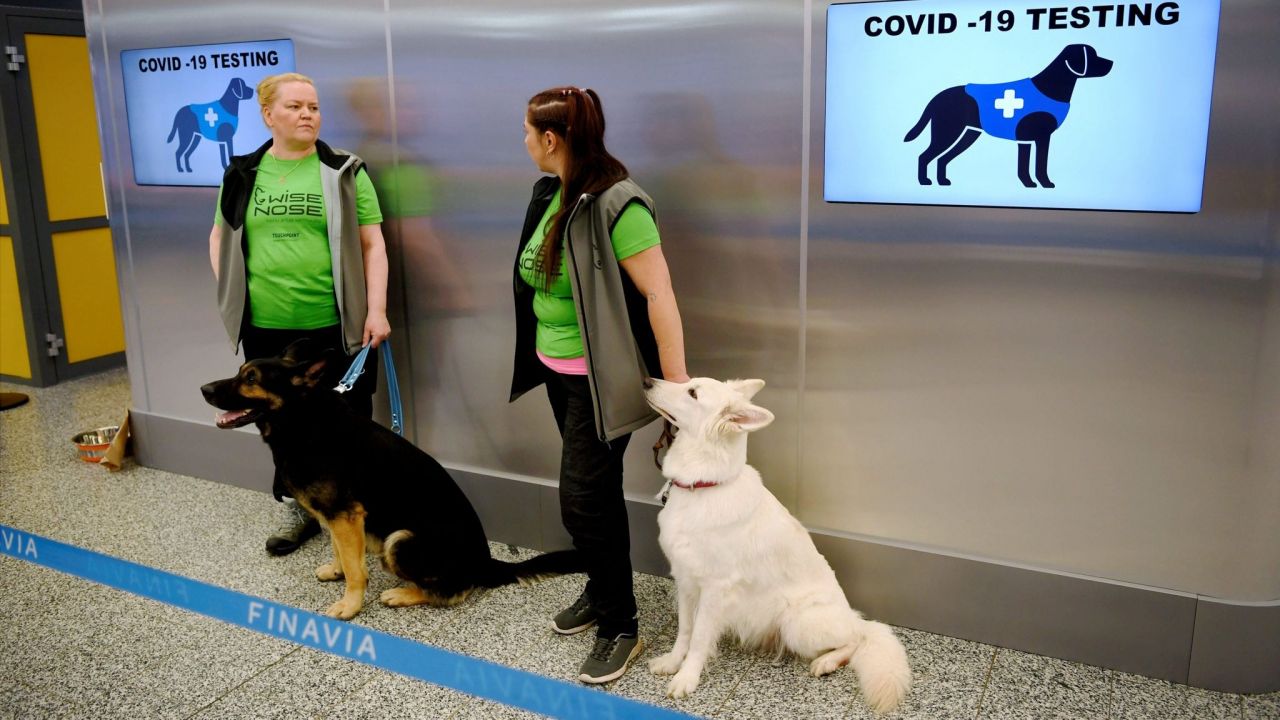 Câinii ar putea deveni esențial în oprirea răspândirii coronavirusului. Cum funcționează „testul canin” pentru COVID19?