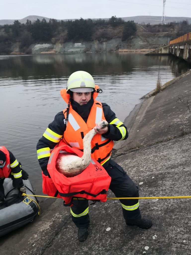 O lebădă prinsă în gunoaie la Barajul Florești, salvată de la moarte