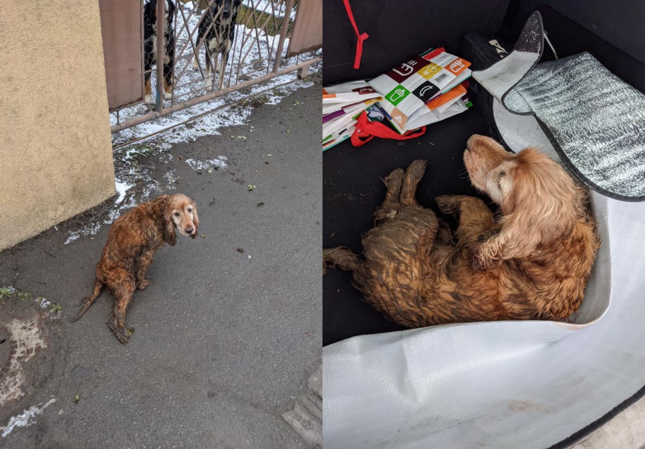 Câine lovit de mașină pe strada Maramureșului, salvat de un clujean cu inimă mare