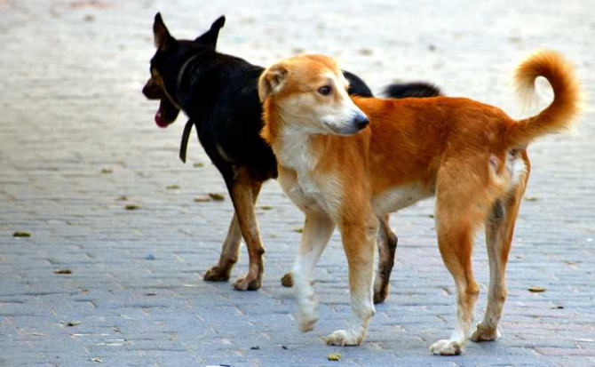 Dispar câinii fără stăpân din Apahida! Anunț important pentru toți localnicii