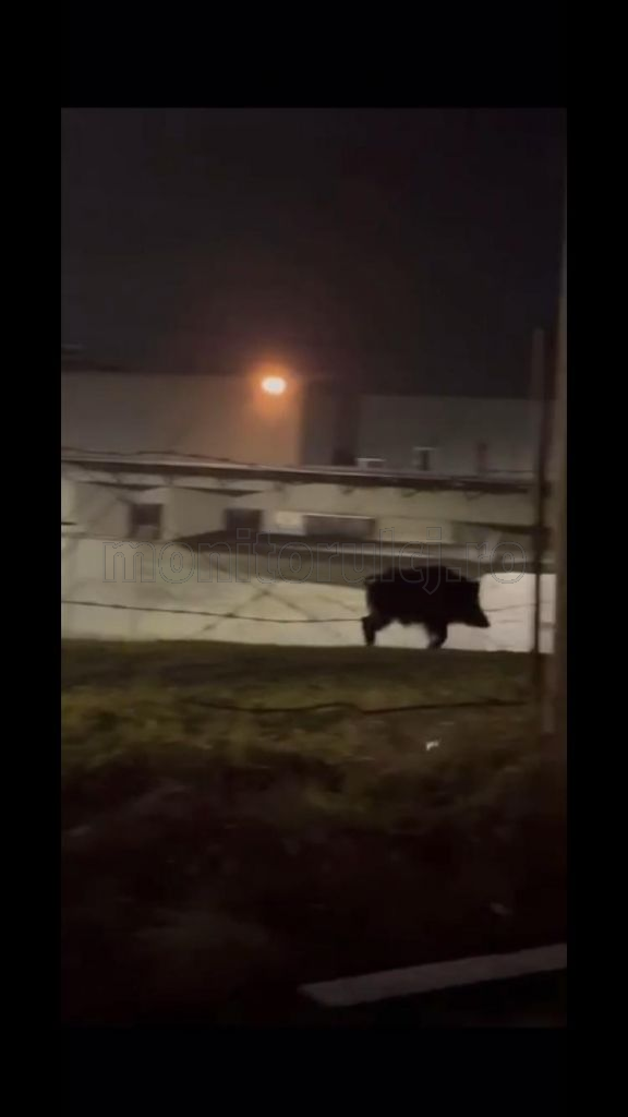 VIDEO. Porc mistreț uriaș, filmat în zona VIVO (POLUS) din Cluj-Napoca
