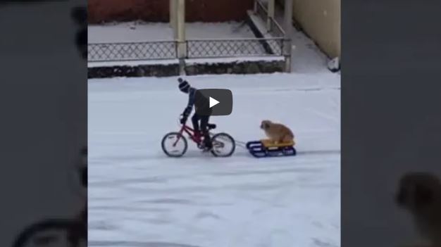 VIDEO. Un copil și-a plimbat câinele cu sania, printr-o comună din Cluj. 