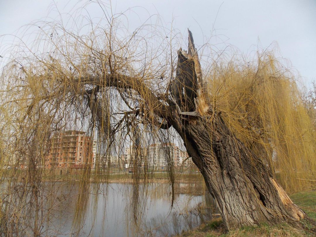 „Exces de zel” în Parcul Est. Copac bătrân de zeci de ani, „ciopârțit”. Biolog: „Nu recomand entuziasmul în utilizarea drujbei”
