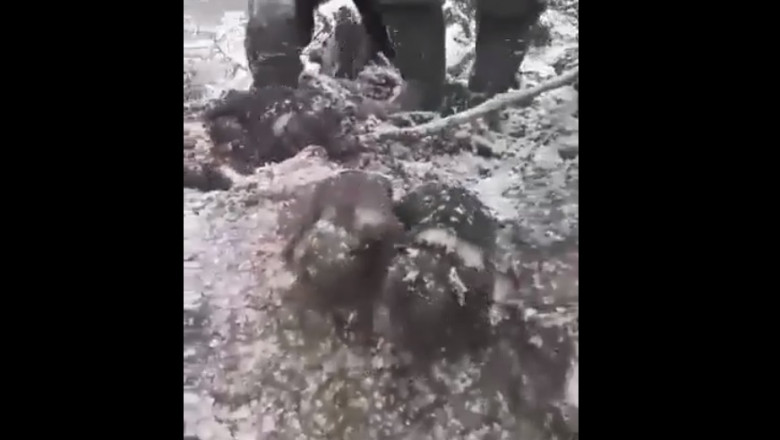 VIDEO. Patru pui de urși au fost scoși din bârlog de niște muncitori inconștienți
