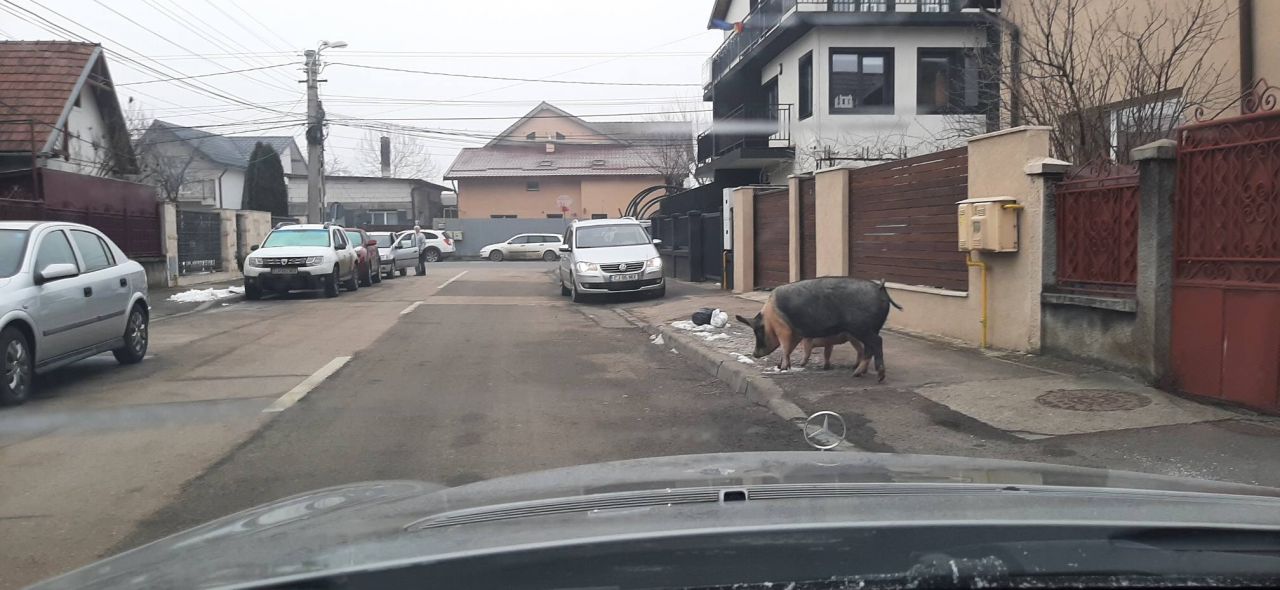 Doi porci pe străzile din Cluj-Napoca