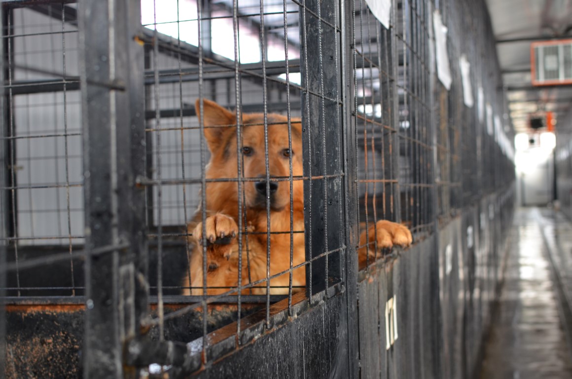 Primăria Florești va steriliza toți câinii fără stăpân din comună. Primar: „Sunt foarte multe animale abandonate”