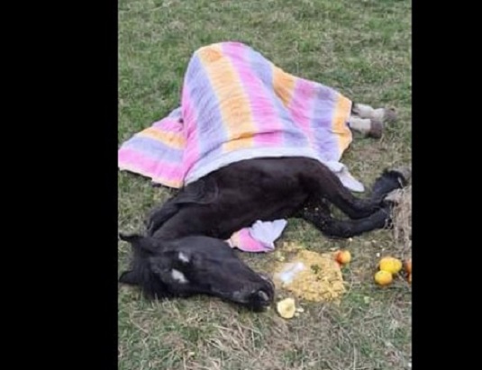 Cal leșinat pe o stradă din Cluj-Napoca. Medicii veterinari au constatat că animalul era deshidratat