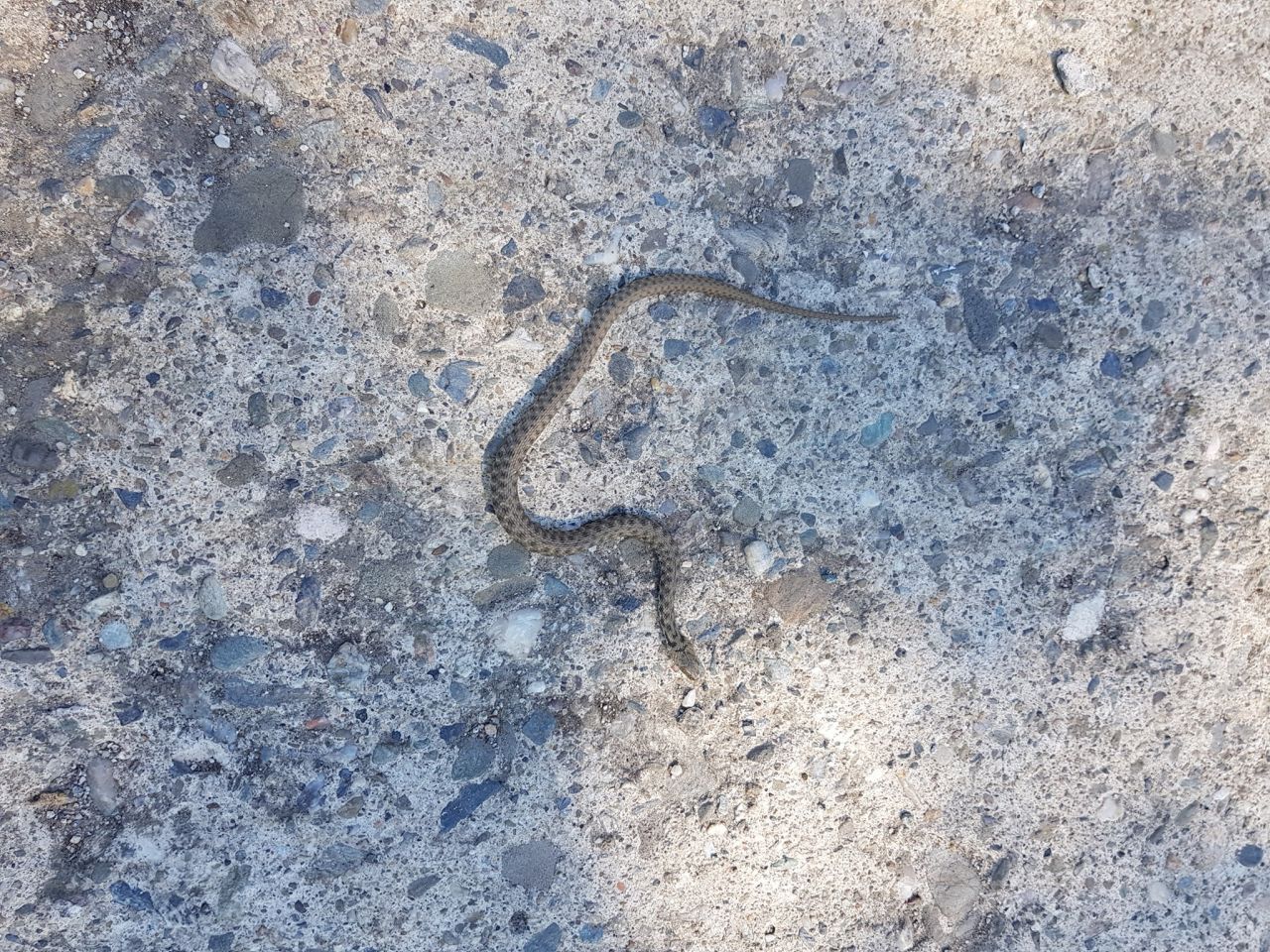 FOTO. Pui de șarpe, găsit pe malul Someșului, în Grigorescu. „Era epuizat”