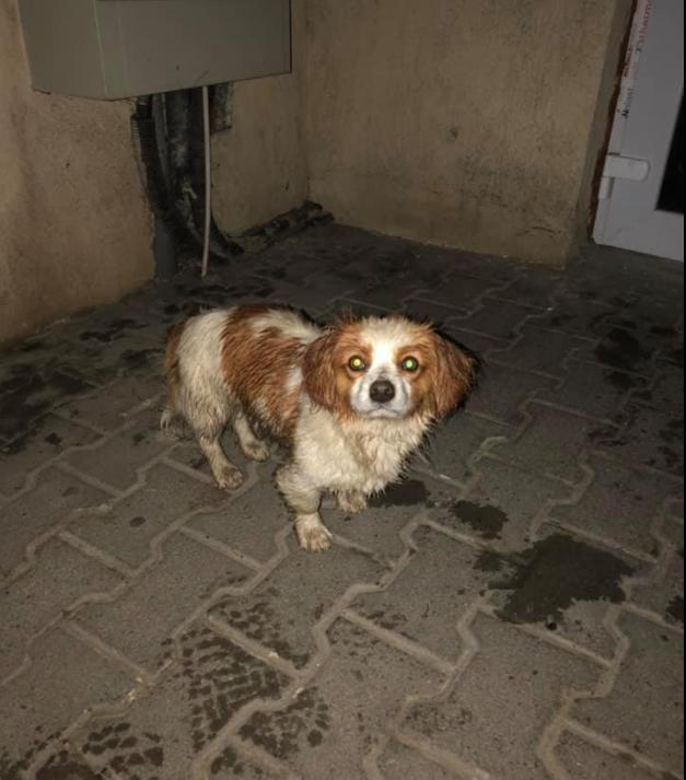 Câine, speriat și lăsat cu săptămânile pe drumuri în Cluj: „Stătea în ploaie și plângea” FOTO