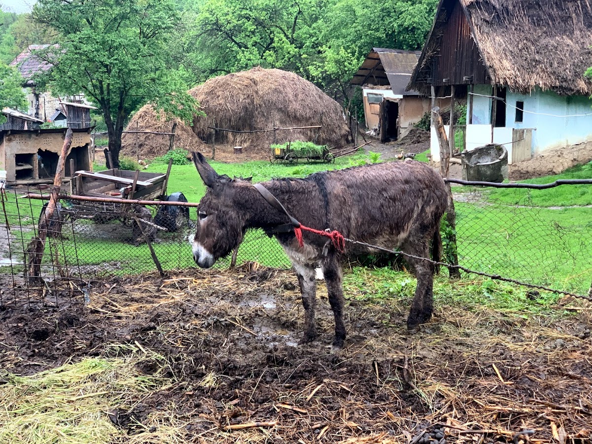 VIDEO. Animale CHINUITE, într-un sat din Cluj. Vecinii: „Este sinistru, animalele merită o viață mai bună”.