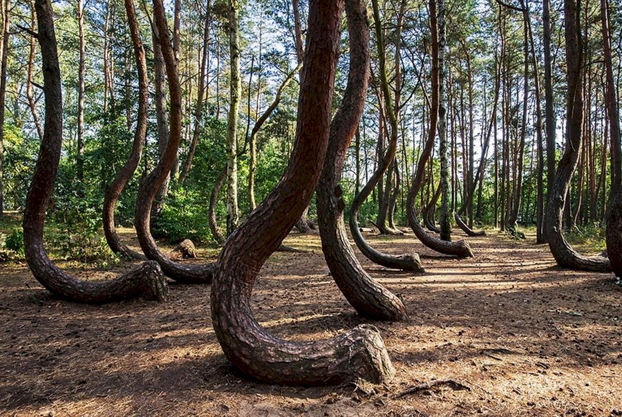 Pădurea Hoia Baciu: adevăr sau basme? Curiozități despre pădurea Horea Baciu