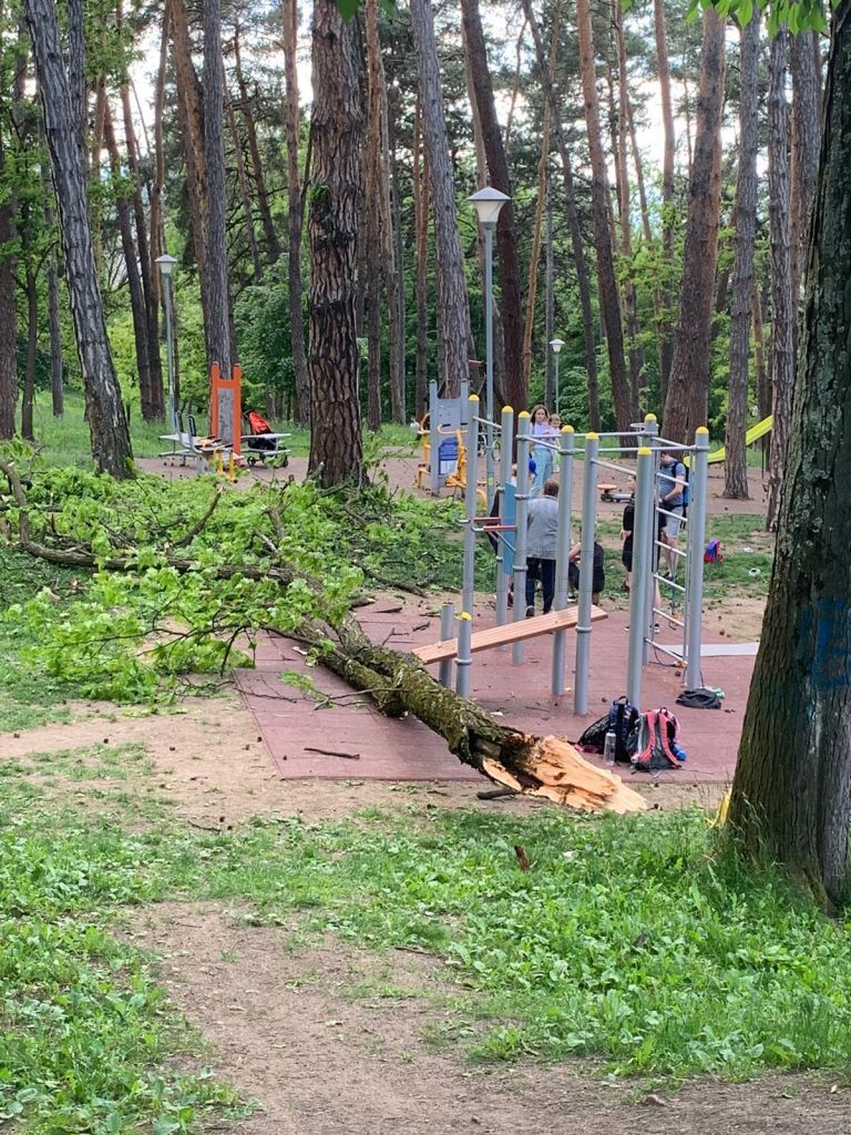 PANICĂ într-un parc din Cluj-Napoca. Un copil, RĂNIT de un copac