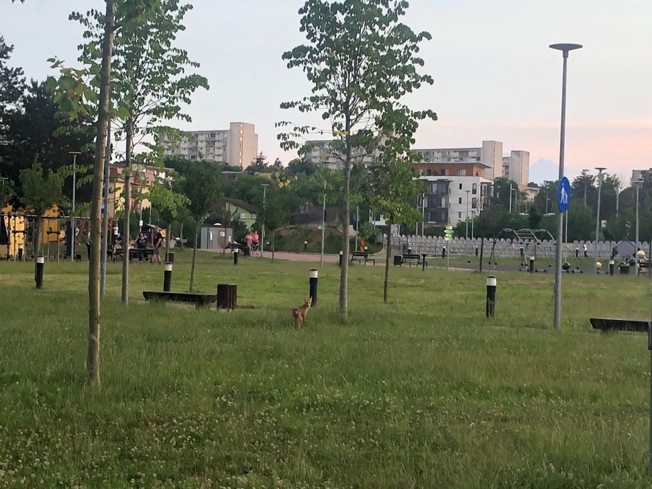 VIDEO. Vulpe surprinsă în Baza Sportivă Gheorgheni alergând printre copii.