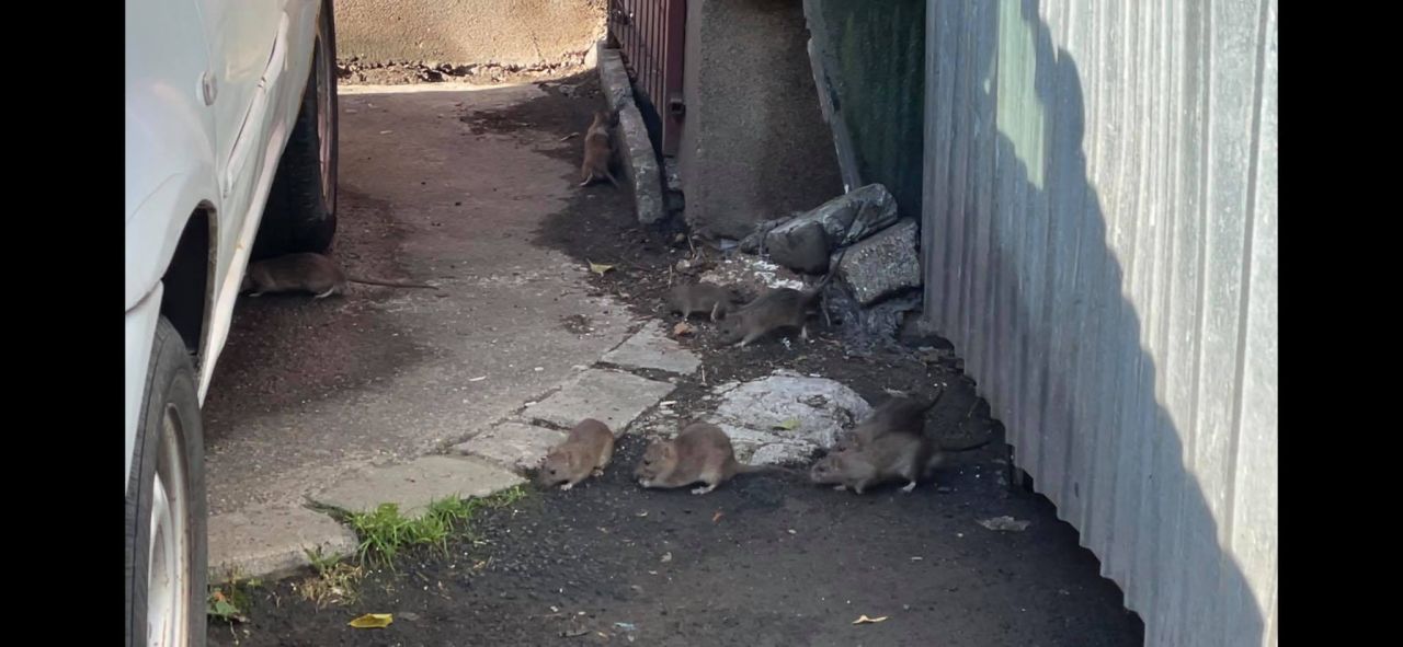 VIDEO. Invazie de șobolani în Cluj-Napoca! Ghenele de gunoi din Mărăști, pline de ȘOBOLANI