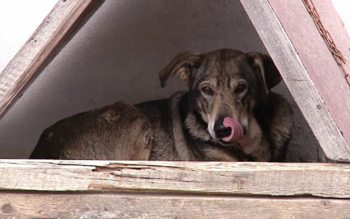 Ajutor pentru animalele abuzate din Cluj. Autoritățile le vor oferi adăpost.