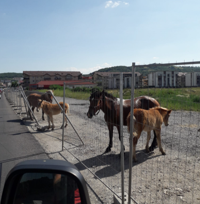 FOTO. Pe strada Eroilor din Florești, caii dărâmă gardul peste mașini