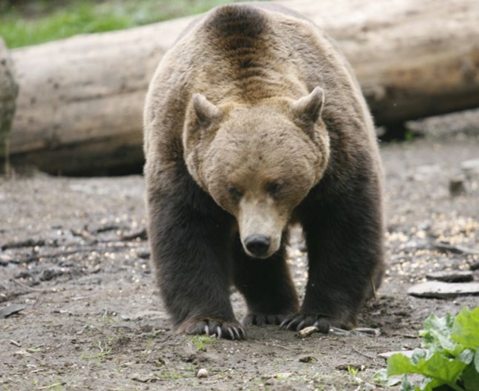 Urs, lovit pe un drum din Cluj! Animalul nu a mai putut fi salvat, din cauza stării grave.