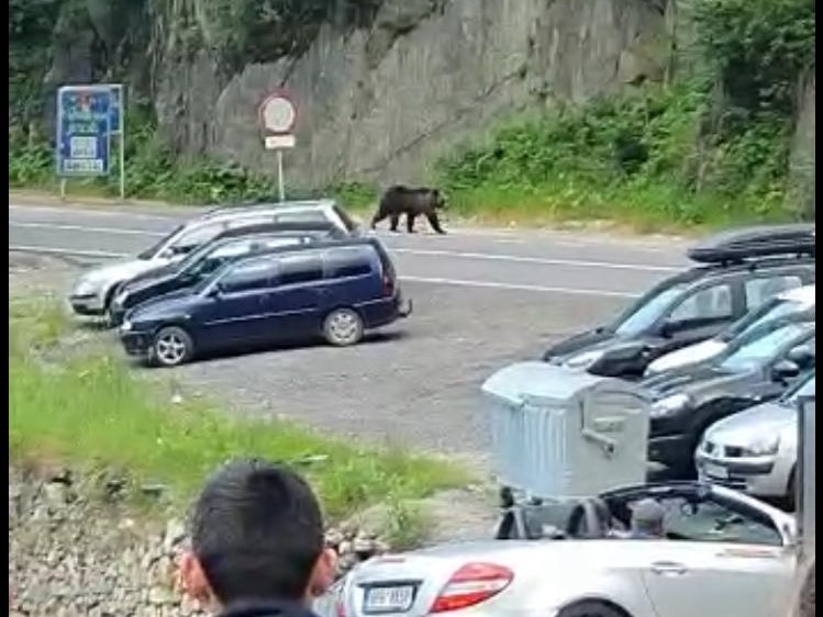 VIDEO. Urs filmat la Bâlea Cascadă! Animalul nu a fost intimidat de oameni și mașini