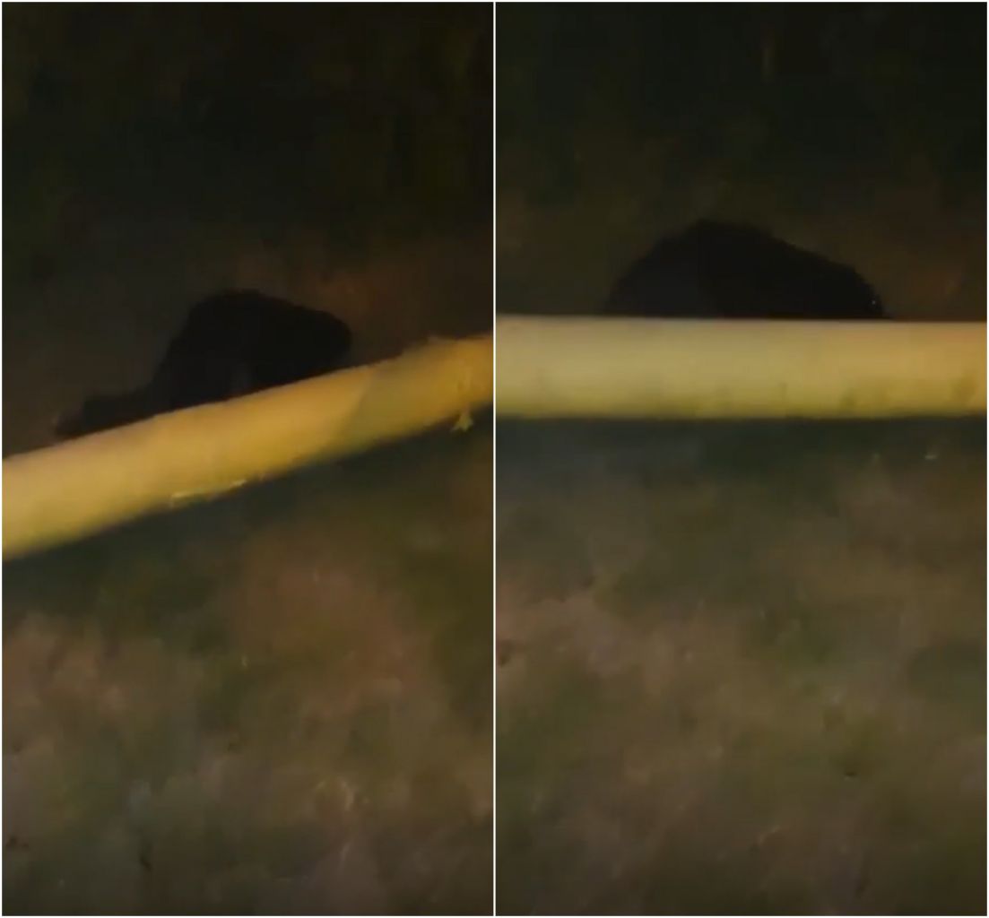 VIDEO. CASTOR, filmat când se plimba nestingherit prin Cluj-Napoca. Imagini extrem de rare