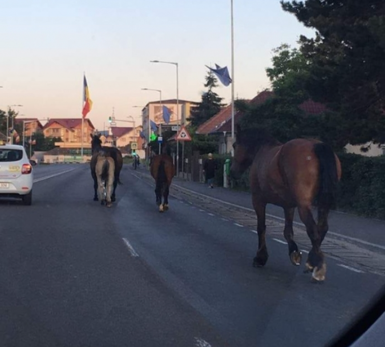 Primăria Florești vrea să „ridice” caii, lăsați nesupravegheați pe drumuri. Pivariu: „Se plimbă nestingheriți”
