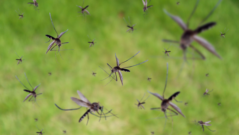 Sezonul țânțarilor! Cum să prevenim și să tratăm mușcăturile de țânțari