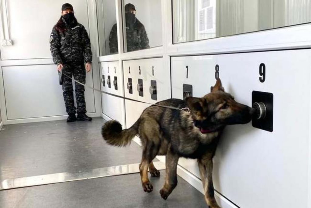 Câini care depistează COVID, pe Aeroportul Internațional Avram Iancu Cluj
