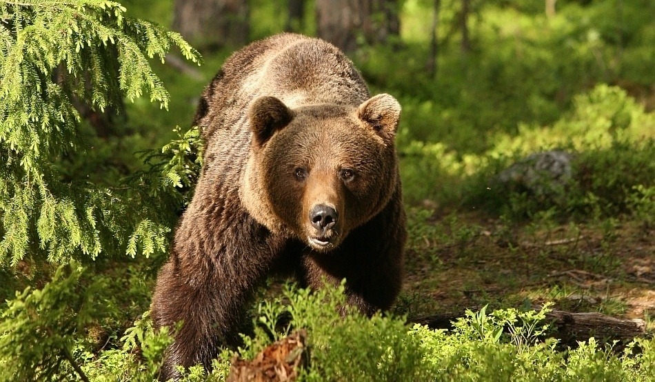 ATENȚIE! Un urs terorizează clujenii din comuna Bobâlna. Animalul a fost zărit de un localnic
