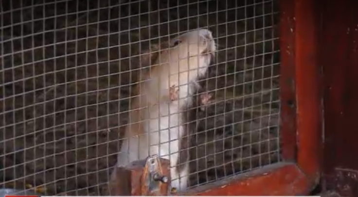 Scandal de proporții la o grădină zoo din Cluj! Porcușor de guineea, găsit mort de vizitatori. VIDEO