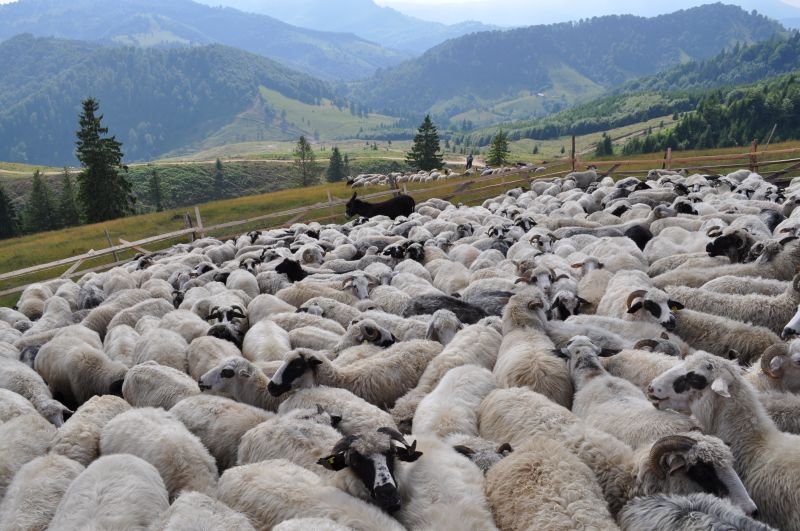 Bărbați, arestați după ce au furat peste 100 de oi din trei localități din Cluj. Prejudiciu de zeci de mii de lei