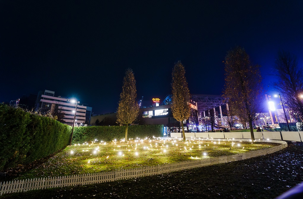 O mare de licurici s-a așezat peste iarba dintr-un parc din municipiul Cluj-Napoca.
