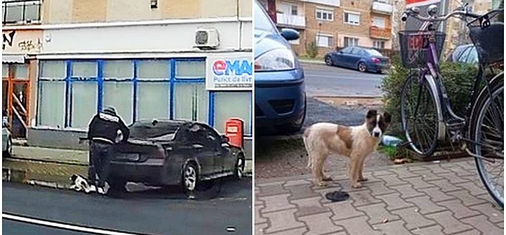 Câine aruncat din portbagajul unui BMW, direct în stradă. Un clujean a alertat poliția. FOTO/ SURSA FOTO:portalsm.ro