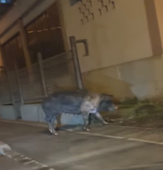 VIDEO. Porc, filmat când se plimba nestingherit pe Bulevardul Muncii din Cluj-Napoca