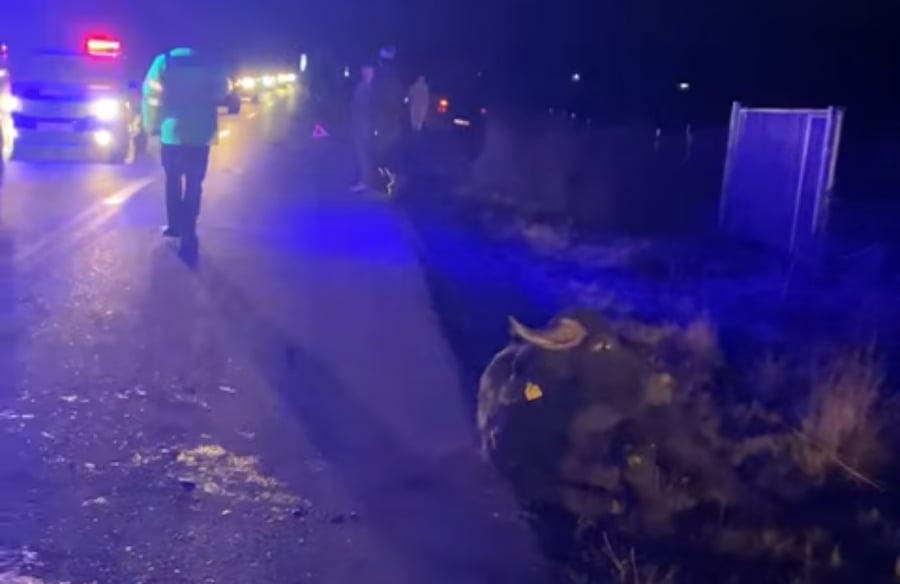 Accident cu două victime în Cluj. Un bivol, rănit.