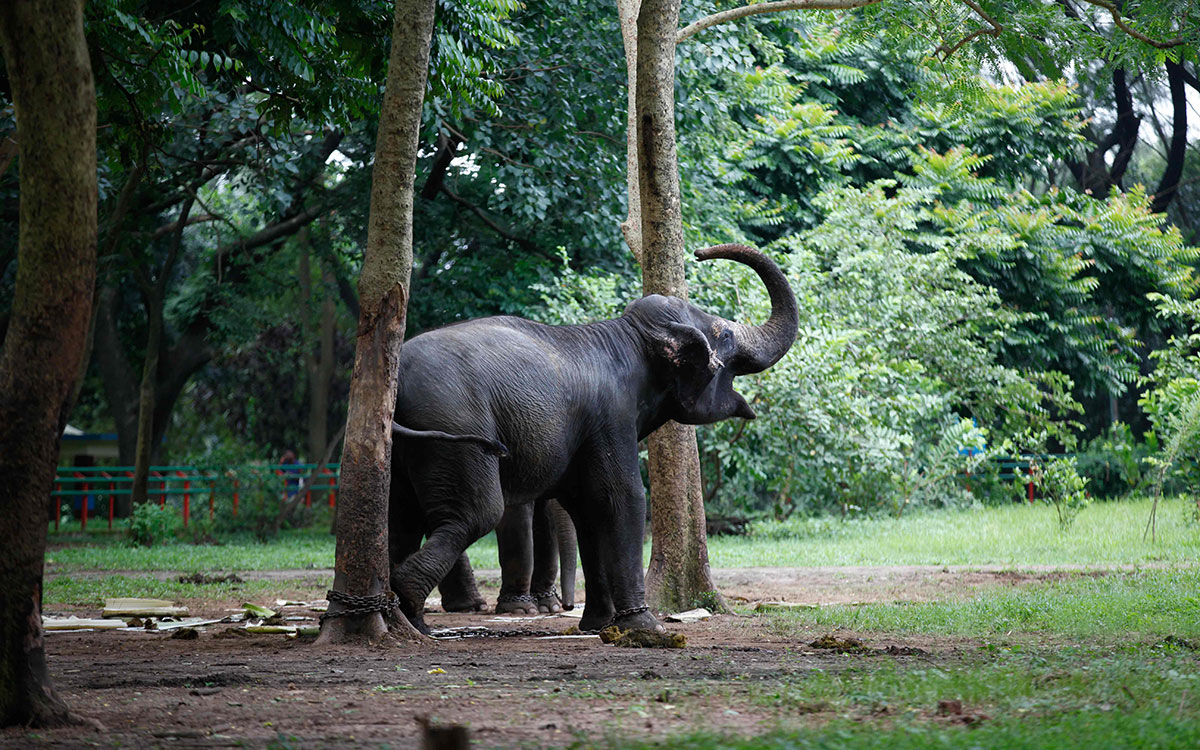 O turmă de elefanți sălbatici a doborât un zid de beton și a intrat într-un parc zoologic, în Bangladesh. Angajații, în alertă