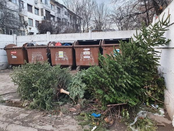 Primăria Florești scapă pe locuitori de bradul de Crăciun! Când începe campania?