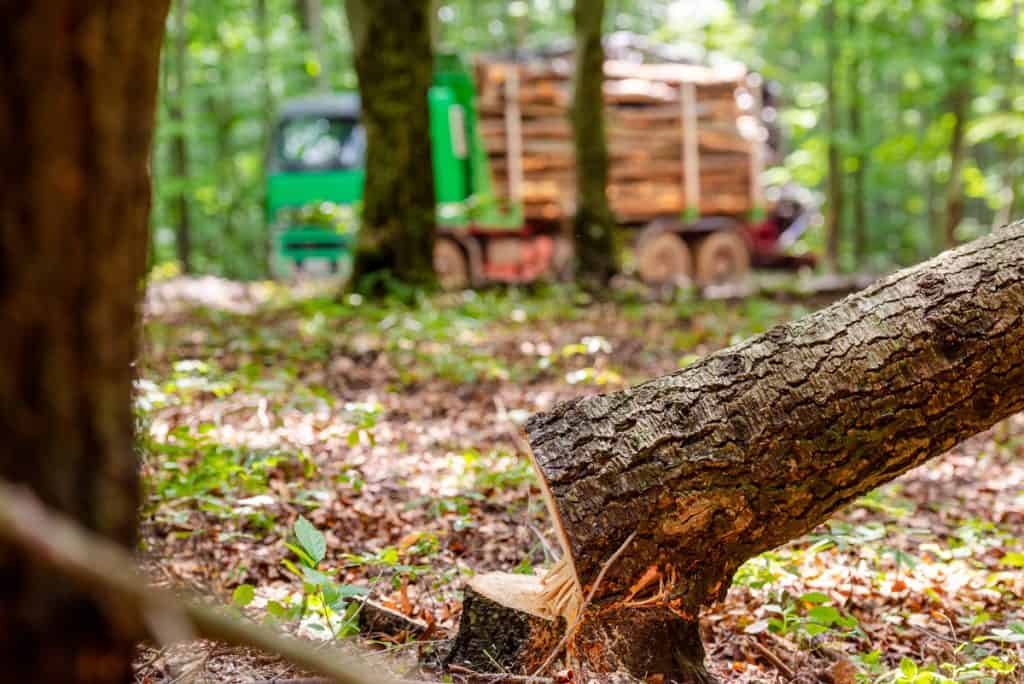 Doi bărbaţi din Bistrița-Năsăud au murit în timp ce tăiau ILEGAL lemne într-o pădure. Un copac s-a prăbușit peste ei
