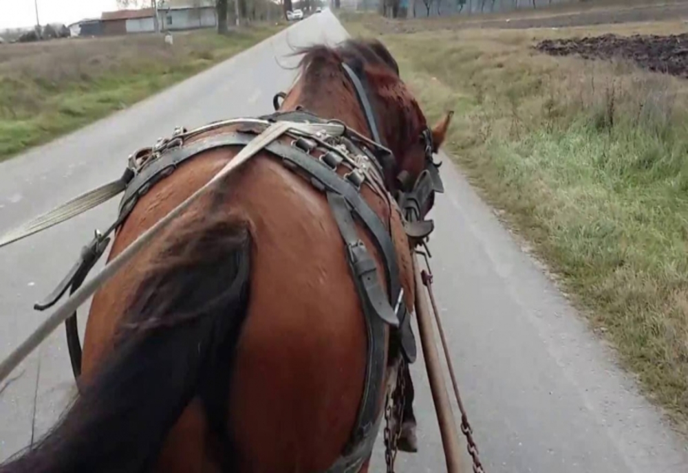 Un bărbat agresiv a furat o căruță cu doi cai de la o femeie și un minor, pe un drum din Cluj
