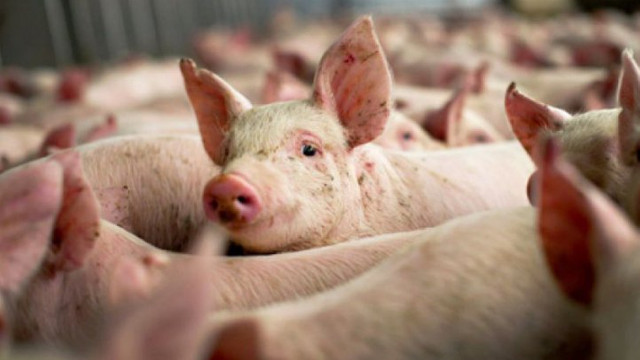 Pesta porcină africană face rafagii în România. O fermă cu peste 20.000 de capete se confruntă cu un focar