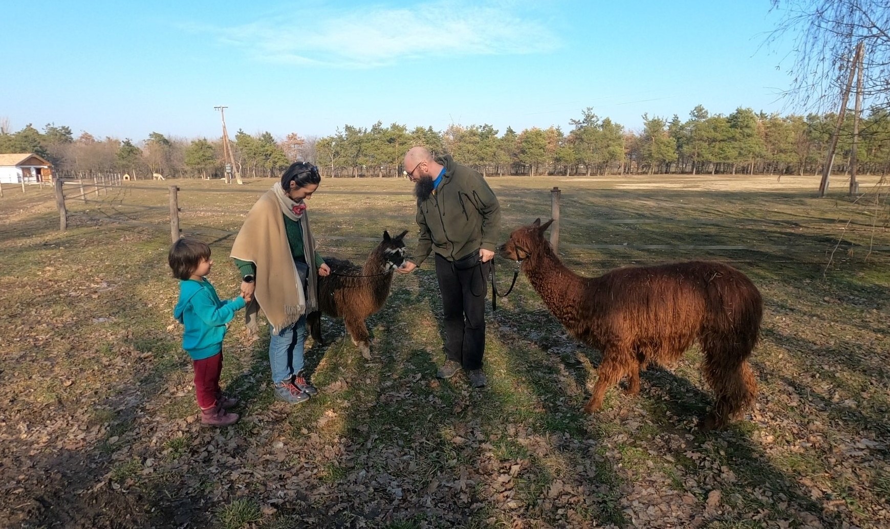 Proiect INEDIT la Cluj-Napoca, terapie cu alpaca pentru copiii cu dizabilități: „Dorim să arătăm ce impact pozitiv pot avea animalele în viața noastră”