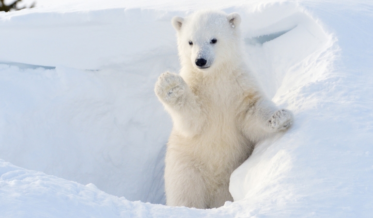 Ce se sărbătorește pe 27 februarie? Este ziua mondială a ONG-urilor și a ursului polar