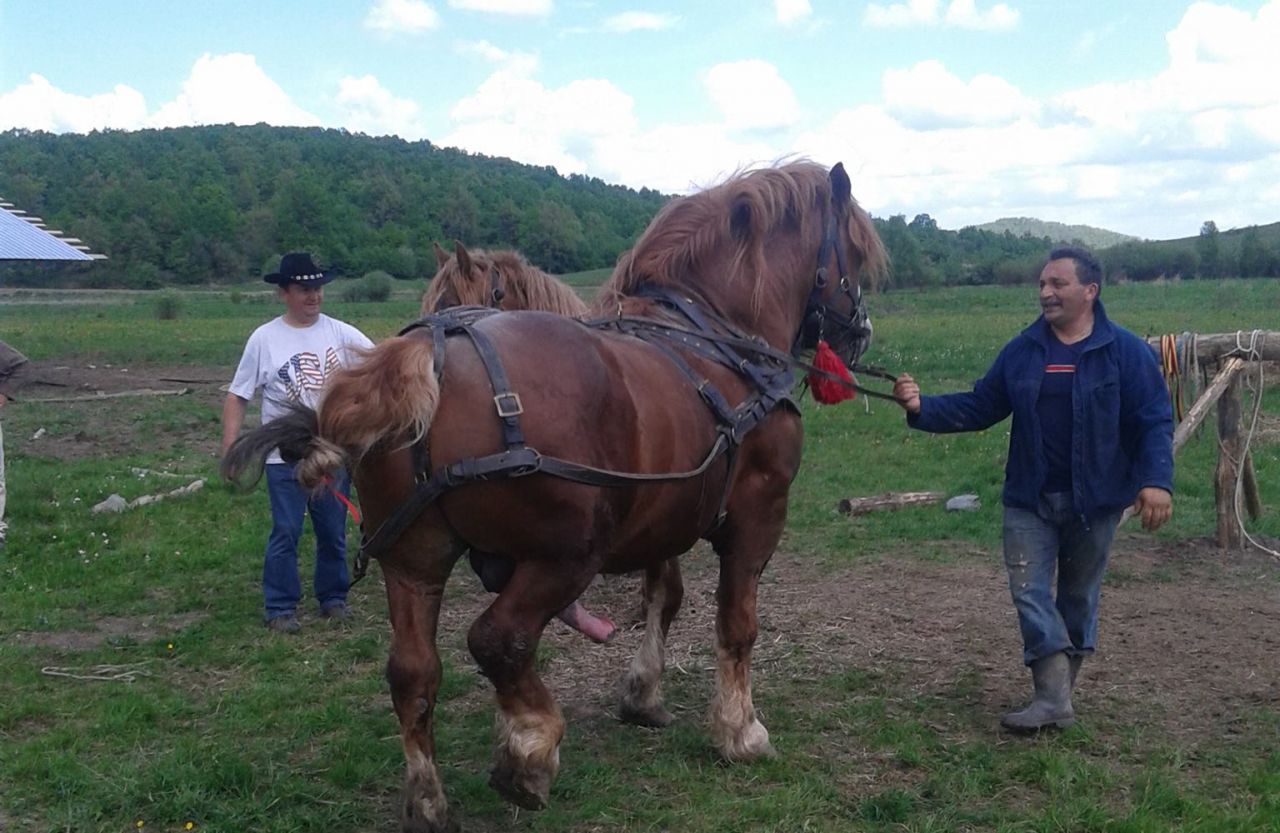 Bărbat din Alba, bănuit că a furat caii unui proprietar din Cluj.