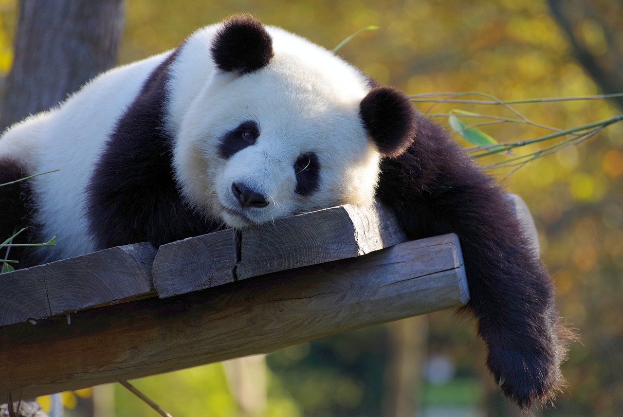 16 martie, ziua urșilor panda. Sunt adorați în întreaga lume, dar și extrem de vulnerabili/ Sursă foto: pixabay.com