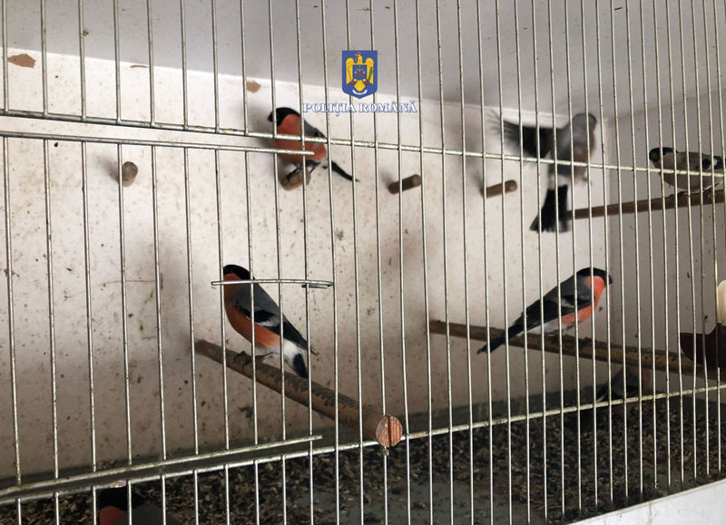 ATENȚIE de unde cumpărați animale de companie! Vânzător ILEGAL de păsări sălbatice, prins și urmărit penal, la Cluj. VIDEO