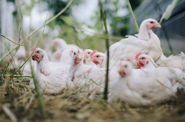 Focar de gripă aviară. 33 de mii de păsări de la o fermă din România au fost eutanasiate/ Sursă foto: pixabay.com