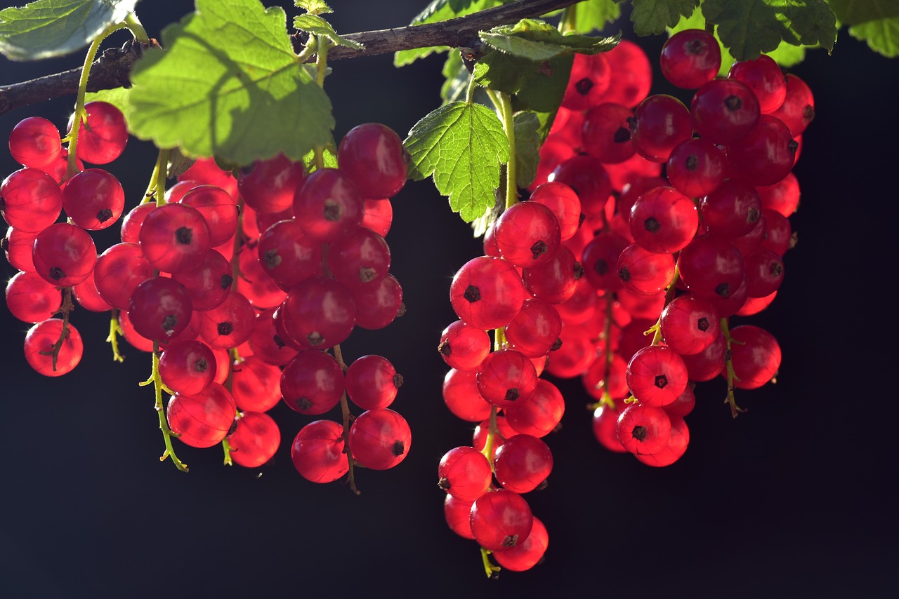 Fructul care topește grăsimea de pe abdomen, cu multe beneficii pentru organism. Stimulează sistemul imunitar și previne anemia/ Sursă foto: pixabay.com