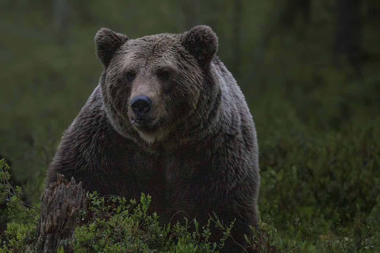 Doi minori de 8 și 11 ani au fost atacați de un urs la marginea localității Armeni, județul Sibiu/ Sursă foto: pixabay.com