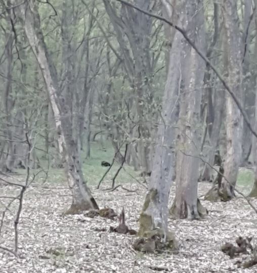 Aveți grijă! Urs văzut în pădurea din Baciu / foto: Grupul Băcenilor