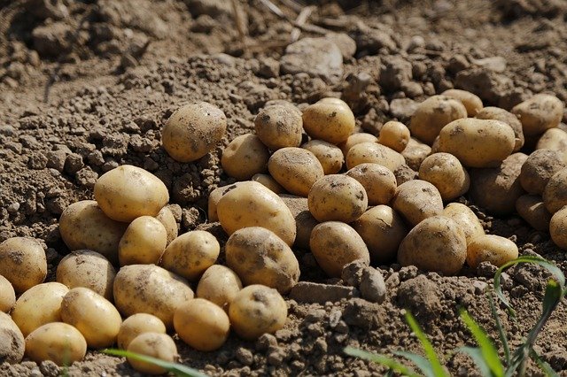 Cultivatorii de cartofi vor primi în anul 2022 sprijin financiar de 200 euro pe hectar/ foto: pixabay.com