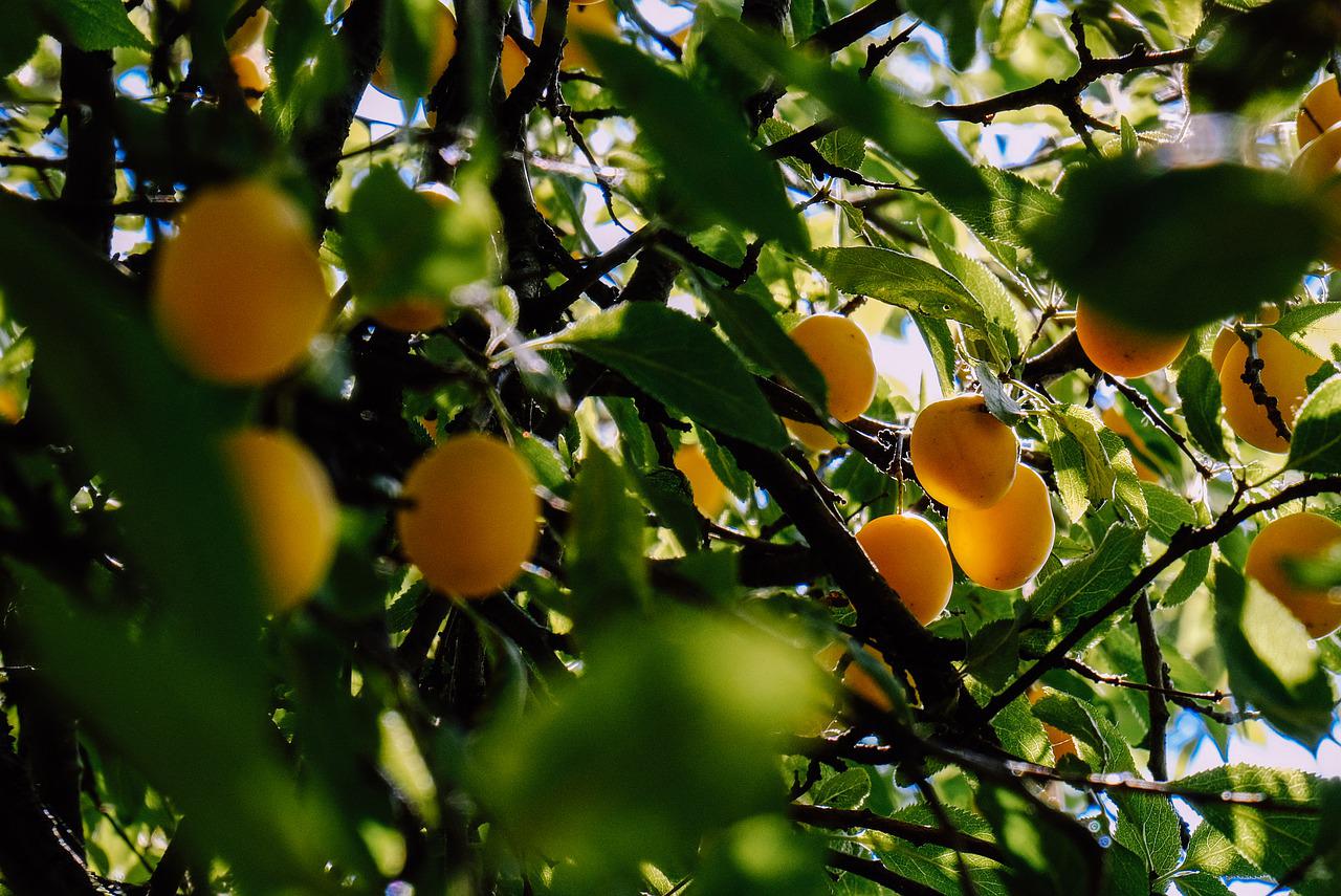 Fructul care previne cancerul și îmbunătățește memoria. Te ajută să pierzi din kilograme /Foto: pixabay.com