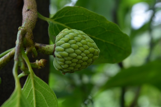Fructul exotic cu beneficii pentru sănătatea ochilor - cherimoya  / foto: pixabay.com